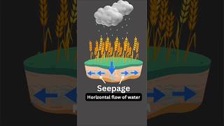 What Is Seepage रसव?