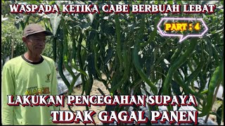 PREVENTING AND OVERCOMING WILTING WHEN CHILI FRUIT IS PRODUCING A LOT OF FRUIT