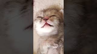 かわいい寝顔で寝る赤ちゃん子猫 #gatto #kitten #cat #meow