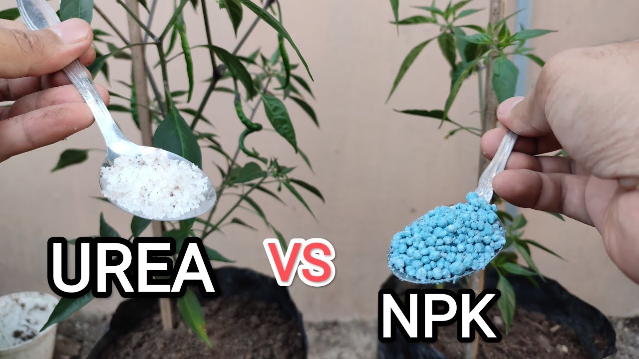 PUPUK UREA vs PUPUK NPK UNTUK TANAMAN CABE,, MANA YG TERBAIK?
