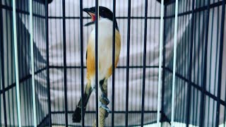 Cendet Gacor Full Materi Speed Rapat Roll Tembak | Masteran Terbaik Paling Dicari Juri