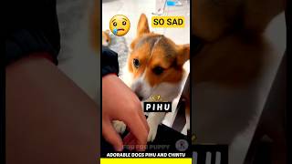 चिंटू ने पीहु का बिस्तर छीन लिया 😄 Cute and funny dogs videos 🐕 #chintu #pihu #dog