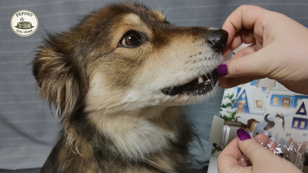 Dog Advent Calendar ASMR | Soft Unboxing & Packaging Sounds with Pepino