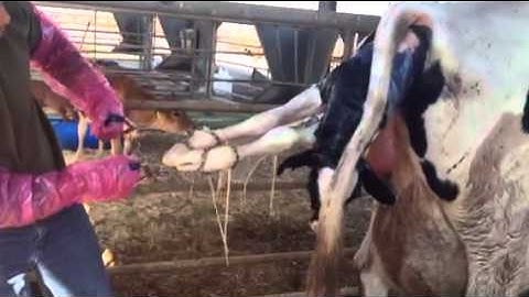 How to pull a calf using chains