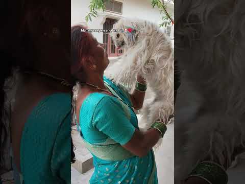 Mummy raagane nannu patinchukodhu ma Honey papa 🤣🫣🐾 #fypシ゚viral #cutebaby #pets #telugu #trending