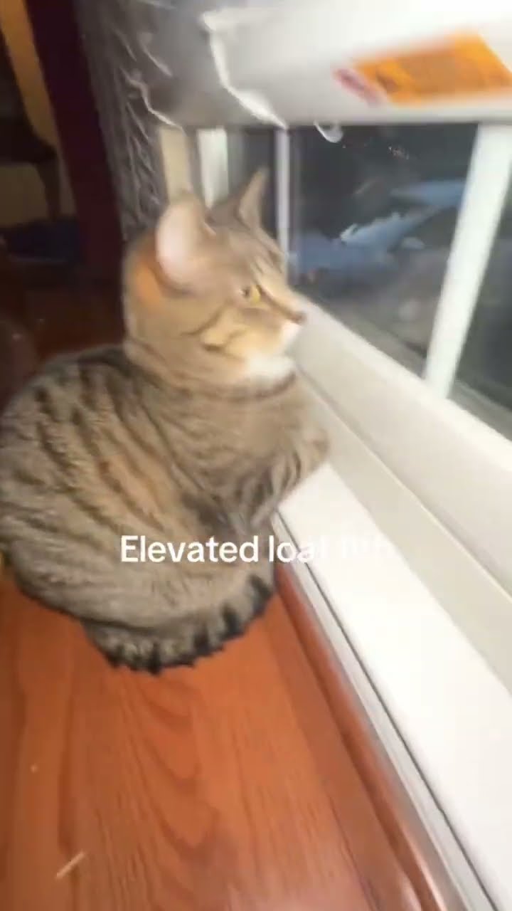 Loaf mode activated Kittyo be chilling