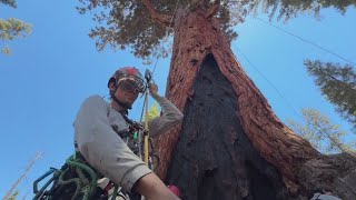 Conservationists inspect the health of a giant sequoia in Yosemite amidst bark beetle attacks