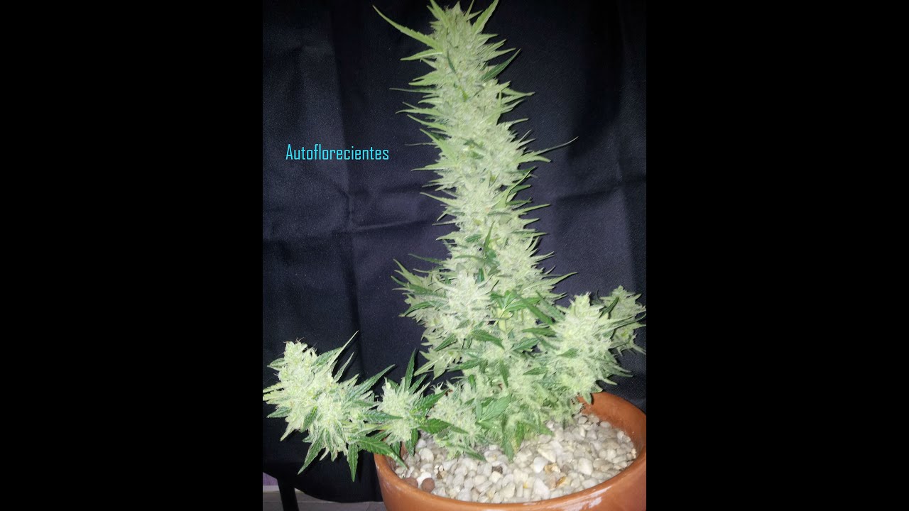 Marihuana autofloreciente
