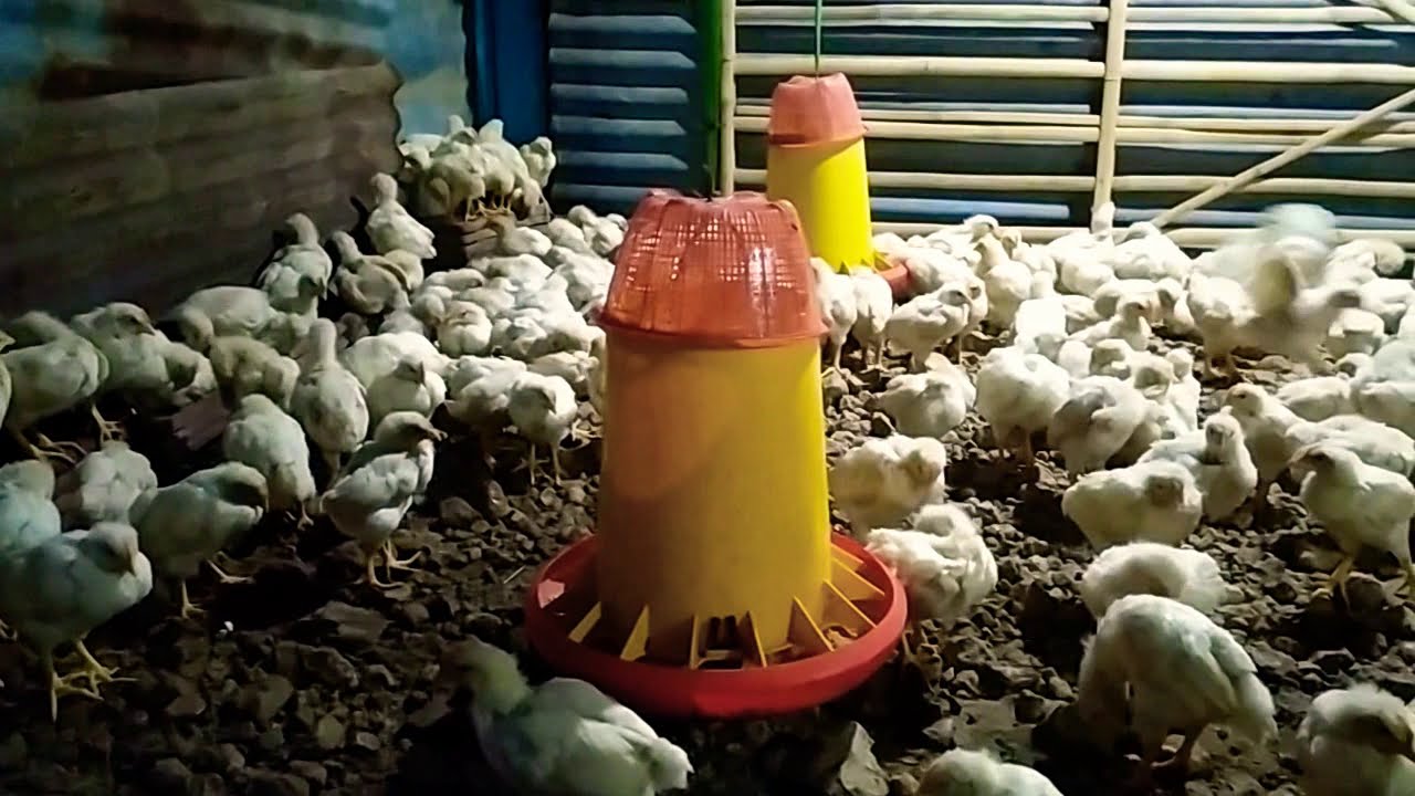 Menghitung Modal Ternak Ayam Pejantan Per 100ekor Ayam