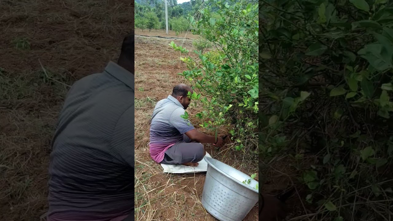 ​Why We Prune: Boosting Our Lemon Tree’s Potential! 📈🍋 