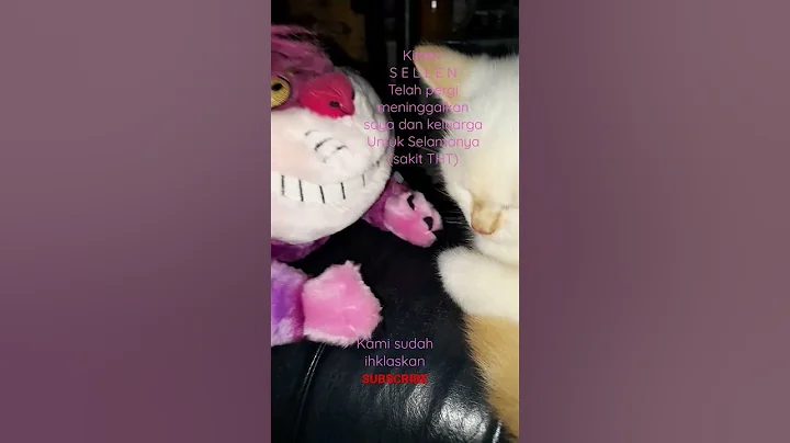 Watch the video about KITTEN SELLEN SUDAH PERGI UNTUK SELAMANYA #shorts #kitten #pet #kucingmati @Indrayati(Oreo & family)