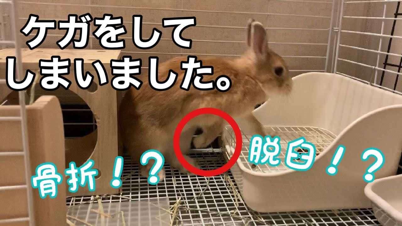 うさぎが怪我をしてしまいました Youtube