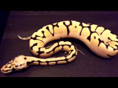 Ball python morphs!