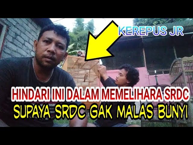 pantangan yang perlu dihindari dalam memelihara srdc supaya tidak malas bunyi class=