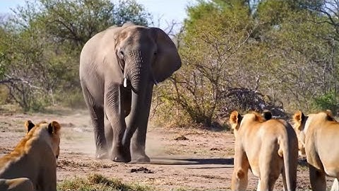 Elephant Teaches 20 Lions Why He’s Still the King