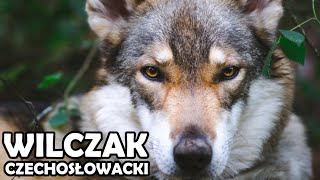 Wilczak Czechosłowacki - Historia, charakter, aktywność i choroby - Rasy Psów #15
