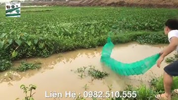 Cách thả lưới bát quái 12 cửa ngục