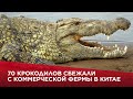 70 крокодилов сбежали с коммерческой фермы в Китае