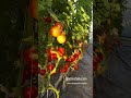 #garden #жизньзагородом #рецепты #огород #shorts