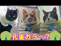 2026ｰ04−26 保護猫たちの「ほっこり猫ライブ」ハッチ＆マック＋黒猫めめ＋がんサバイバーママ Cat live Stream in Japan -Cat Life TV