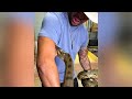 Schlangen-Profi wird gleich mehrfach von Anaconda gebissen – und geht viral