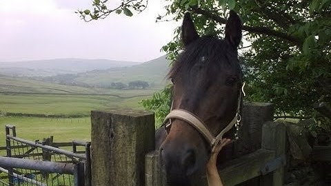 F.P.V. Bent Heath Farm & Stables, Denshaw Oldham, TBS discovery quadcopter
