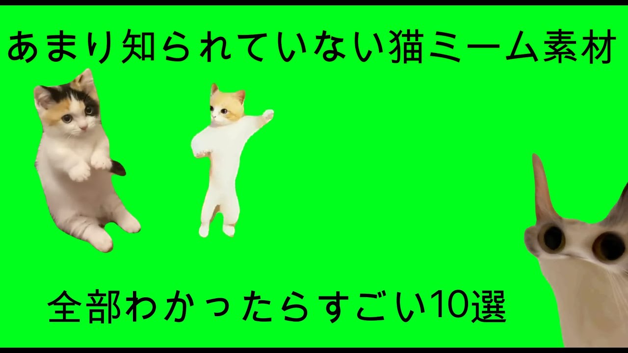 あまり知られていない猫ミーム素材 10選紹介 #猫ミーム素材 #猫マニ #猫ミーム #catmemes #catmemesfunny ...