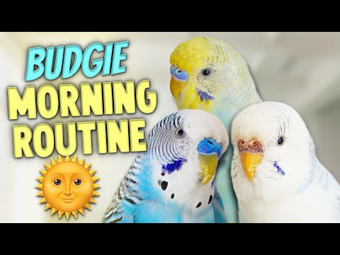 Morning Routine with My 3 Budgies 🌞