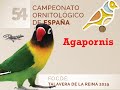 Focde 2019  Campeonato Ornitológico de España 54   Agapornis