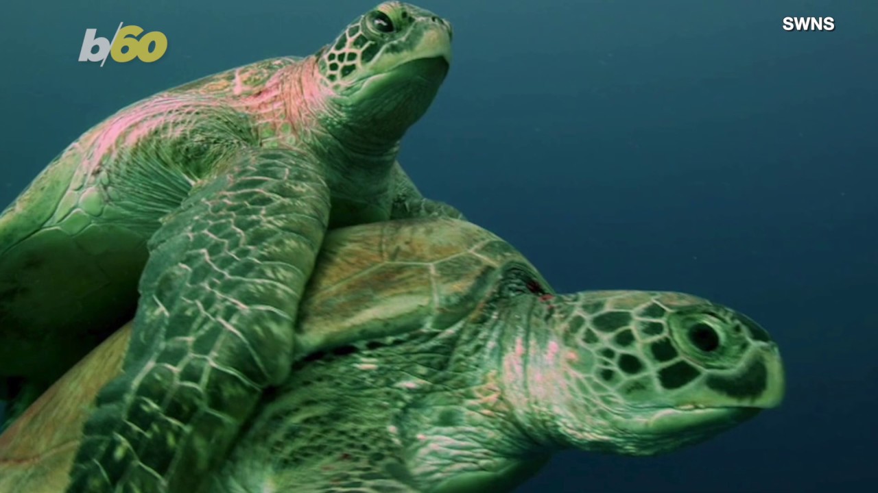 Footage From Bear Grylls’ New Nature Series Shows Turtles Fighting One ...