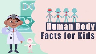 [Human Body Facts For Kids] Functions | Human Body System