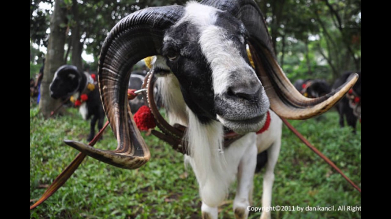 Kambing Etawa Senduro 
