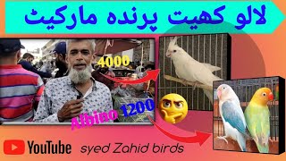 Birds Market Lalokhet Sunday Video Latest update 19-10-25 | Cocktail Fawn Java Budgies and Lovebirds