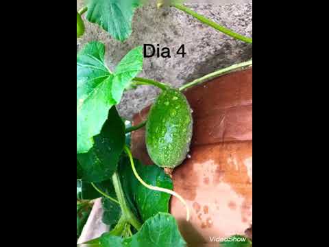 Video: Zona 6 Variedades de melones: ¿puedes cultivar melones en los jardines de la Zona 6?