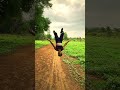 **"Epic Stunt Gone Right! Watch Till the End!"** #iphone13 #nature #stunt #music #viralshorts #love