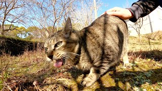 尻尾の付け根をナデナデすると舌を出して喜ぶキジトラ猫