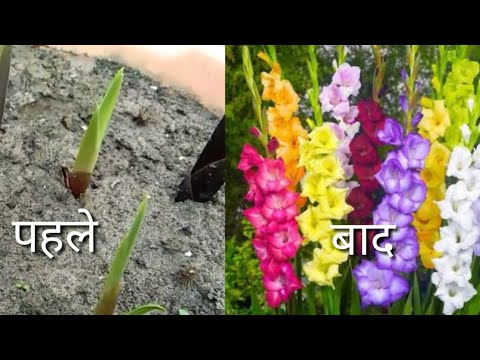 वीडियो: हैप्पीयोलस के प्रकार और किस्में (57 फोटो): सफेद और लाल, गुलाबी और पीले, बरगंडी फूलों का विवरण। 