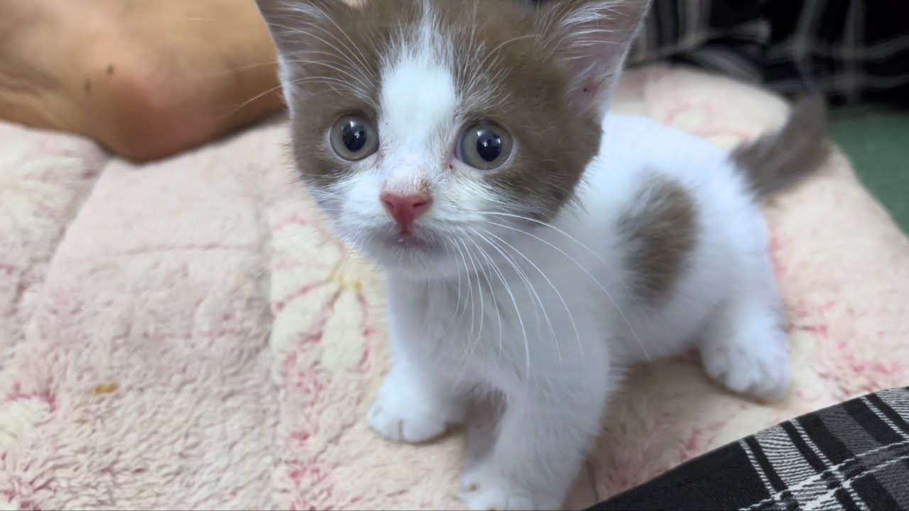 私の猫が奇妙な兆候を示しているので助けてください。保護猫2匹の12日目の日記。