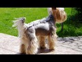 Different Yorkie Haircuts - Lots of Yorkshire terrier hair styles