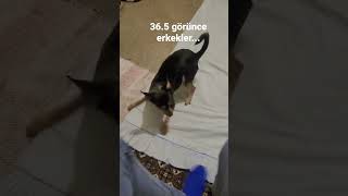 Bazıları Ayak Sever