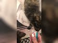 Cats can smell poison in their food! LOL! 🕵️♂️🐾