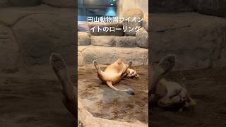 円山動物園ライオン　イトのローリング　#shorts #lion #オリトファミリー #animals #appleprores