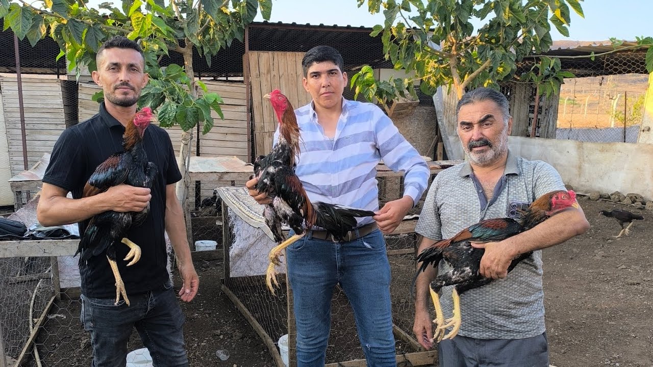 Körfez Ülkeleri ve Avrupa'ya Yılda 400 Horoz Gönderiyorular.