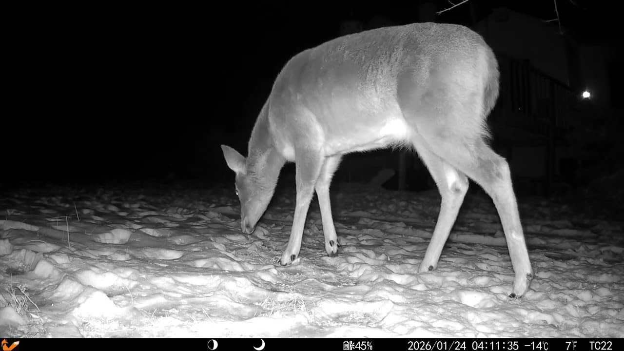 My NEW Trail Cam! 🎥 Deck Feeders, Stray Cats, and the Skunk Mission! 20250126 E