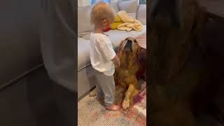 Baby Tries To Be Brave And Its Adorable