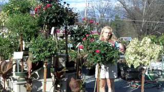 Tree Roses - Lakeview Nurseries