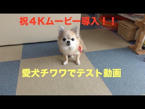 4Kムービーを購入!『愛犬チワワでテスト動画』