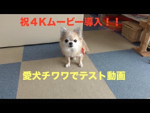 4Kムービーを購入！『愛犬チワワでテスト動画』