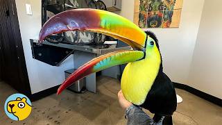 Download Lagu Gorgeous Toucan Started Purring Like A Cat When he Got Scratches MP3