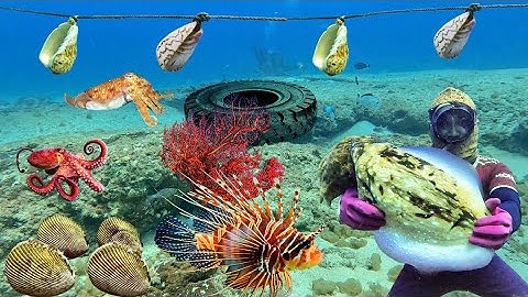 Lặn Biển Bắt Được Mực Nang Và Nhiều Sò Dương Đắt Giá | Cảnh 86